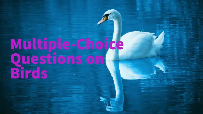 Feature Image of Multiple-Choice Questions on Birds